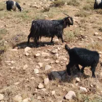 فروش بز و بیگ