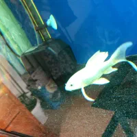 ماهی کوی پلاتینیوم باله بلند