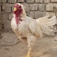 خروس لاری|حیوانات مزرعه|قنوات, |دیوار