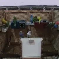 چهار جفت مرغ عشق تخم گذار و قفس