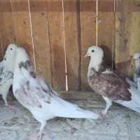 کبوتر زینتی