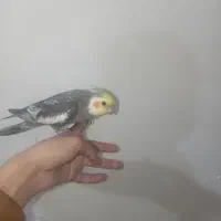 گمشده|حیوانات|سبزوار, گلشن|دیوار