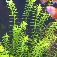 گیاه های اکواریوم پلنت بدون Co2