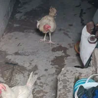 مرغ و خروس سفید|حیوانات مزرعه|بندرعباس, |دیوار