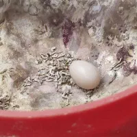 یک جفت فنچ بالغ سالم همراه با تخم|پرنده|کرمانشاه, |دیوار