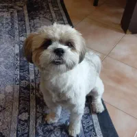 سگ نر دو ساله