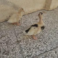 فروش جوجه اردک