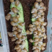 حراج حلزون اچاتینا سفید|خزنده|اصفهان, باغ دریاچه|دیوار