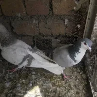 دمگیر نقره ای و سینه دم پاک