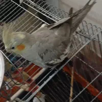 پرنده