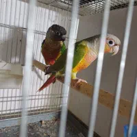 جفت گرینچیک