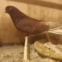 یک جفت نروماده کشیده۴۰سانتی قلدر کله پفکی نک ریز|پرنده|کرج, عظیمیه|دیوار