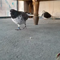 دوعدد کفتر نر وماده