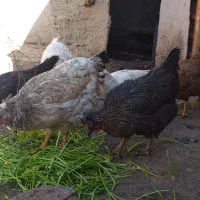 مرغ|حیوانات مزرعه|شیروان (خراسان), |دیوار