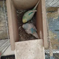 مرغ عشق هلندی گریدAمولدروتخم جواب داده خوش رنگ