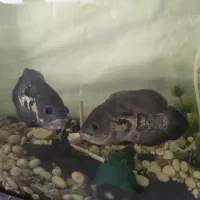 اسکار|ماهی|همدان, |دیوار