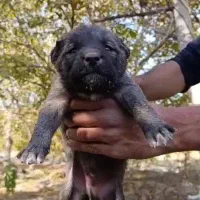 تو سگ سرابی شجره دار