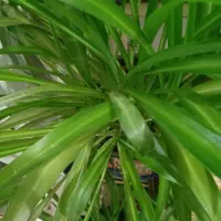 کارباغبانی