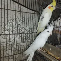 عروس هلندی تک خال|پرنده|چابهار, |دیوار