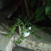 کراسولا خرفه ای