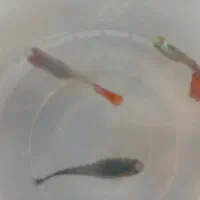 ماهی گوپی|ماهی|مشهد, سیس‌آباد|دیوار