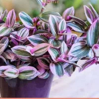 باغبانی بیل زدن هرس درختان کاشت گیاهان آپارتمانی|خدمات باغبانی و درختکاری|تهران, الهیه|دیوار