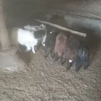 ۱۵عدد بره ماده|حیوانات مزرعه|نقده, |دیوار