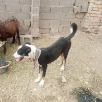 توله ماده