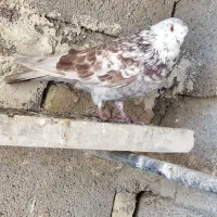 کفتر|پرنده|سراب, |دیوار