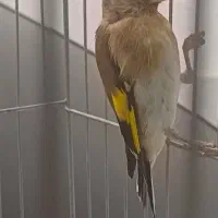 فروش سهره|پرنده|بن, |دیوار