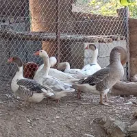 غاز محلی  یکی قوغاز|حیوانات مزرعه|نمشیر, |دیوار