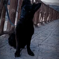 ژرمن بلک ماده