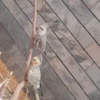 فروش یه جفت عروس