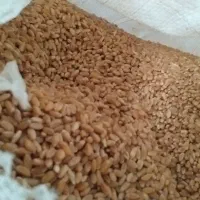 گندم چمران دو|عمده‌فروشی|رامشیر, |دیوار