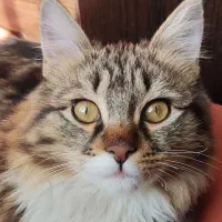 گربه گم شده|حیوانات|فردیس, خیام شرقی|دیوار