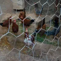 مرغ و خروس|حیوانات مزرعه|آبدان, |دیوار