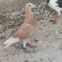 غوره زرد