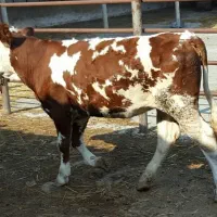 فروش عمده گوساله سمینتال پرواری و داشتی