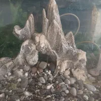 اکواریوم|ماهی|تهران, مختاری|دیوار