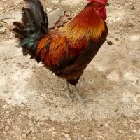 خروس محلی