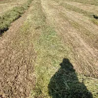 شبدر آخر چین