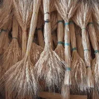 سنبل وخوشه گندم