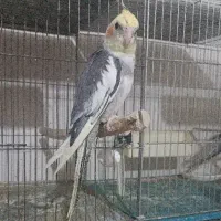 عروس هلندی رام