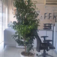 فروش درختچه بنجامین