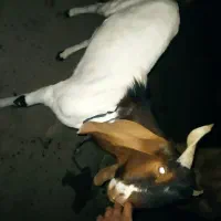 بز نر پاکستانی|حیوانات مزرعه|ساربوک, |دیوار