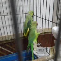 طوطی‌ ملنگو نروماده