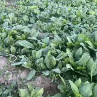 اسفناج تازه