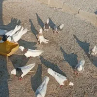 پرنده کبوتر|پرنده|رامهرمز, |دیوار