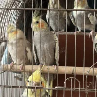 عروس هلندی|پرنده|اسلام‌شهر, شهرک قائمیه|دیوار