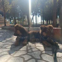 واگذاری سگ ژرمن لیور|سگ|سیرجان, |دیوار